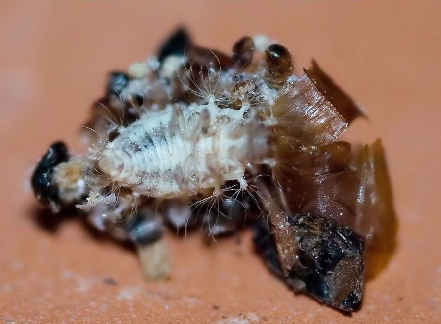 Ammasso di detriti (larva di Dichochrysa sp.)
