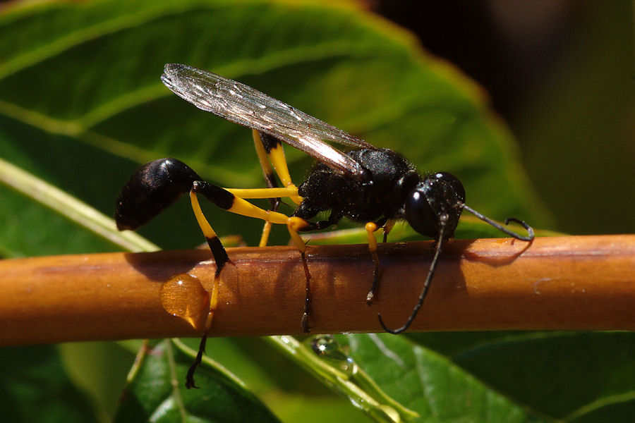Sceliphron spirifex e S. destillatorium var. pensile