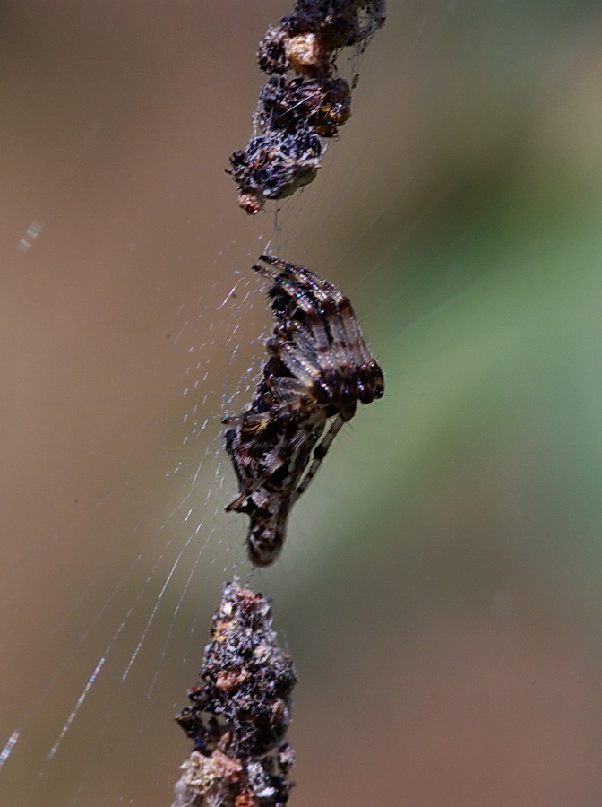 Argiope bruennichi