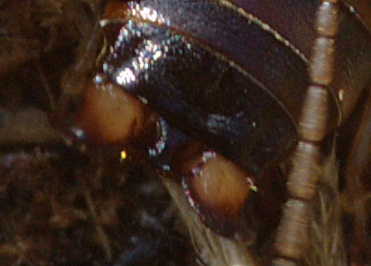 Dermatteri ericini - Forficula decipiens