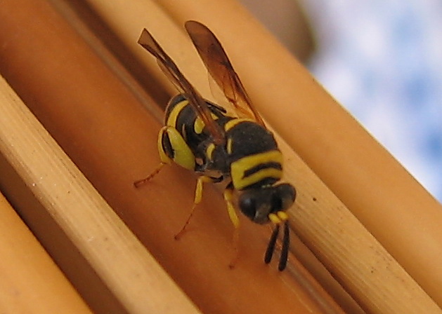 Ovideposizione Leucospis dorsigera (Leucospidae)