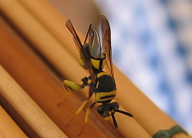 Ovideposizione Leucospis dorsigera (Leucospidae)