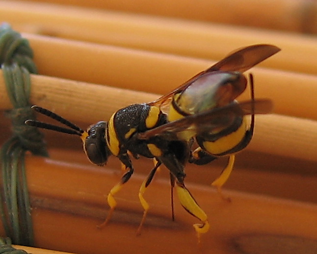 Ovideposizione Leucospis dorsigera (Leucospidae)