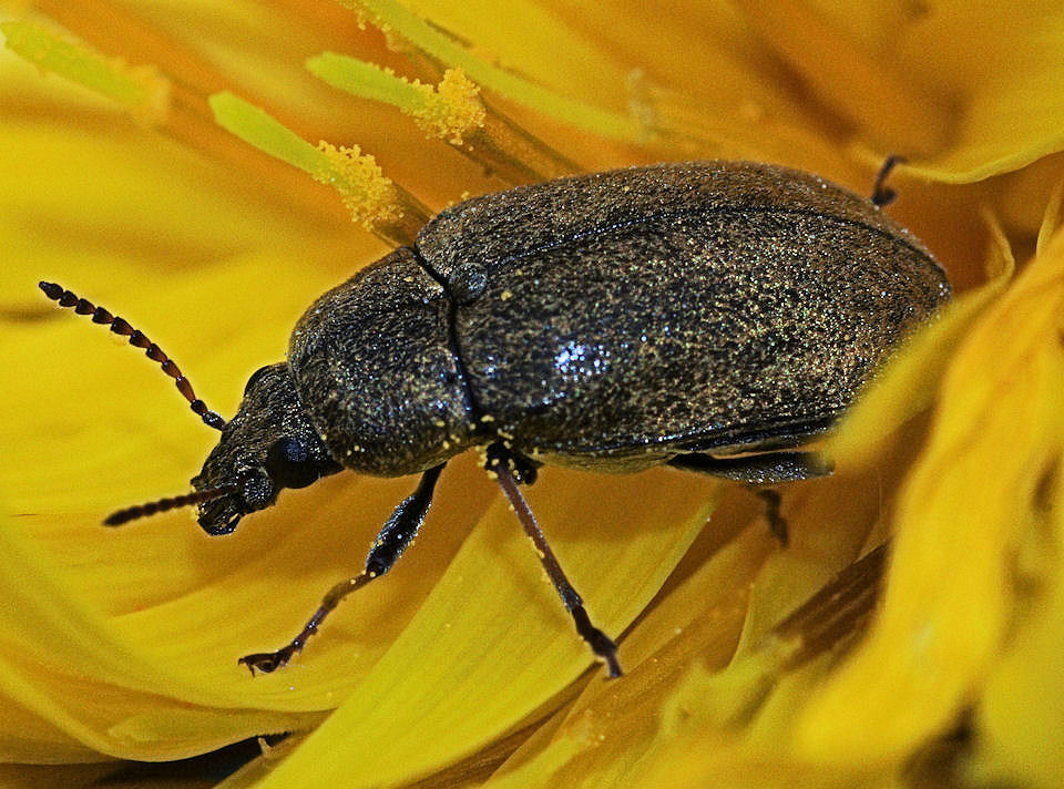 Mycterus sp.