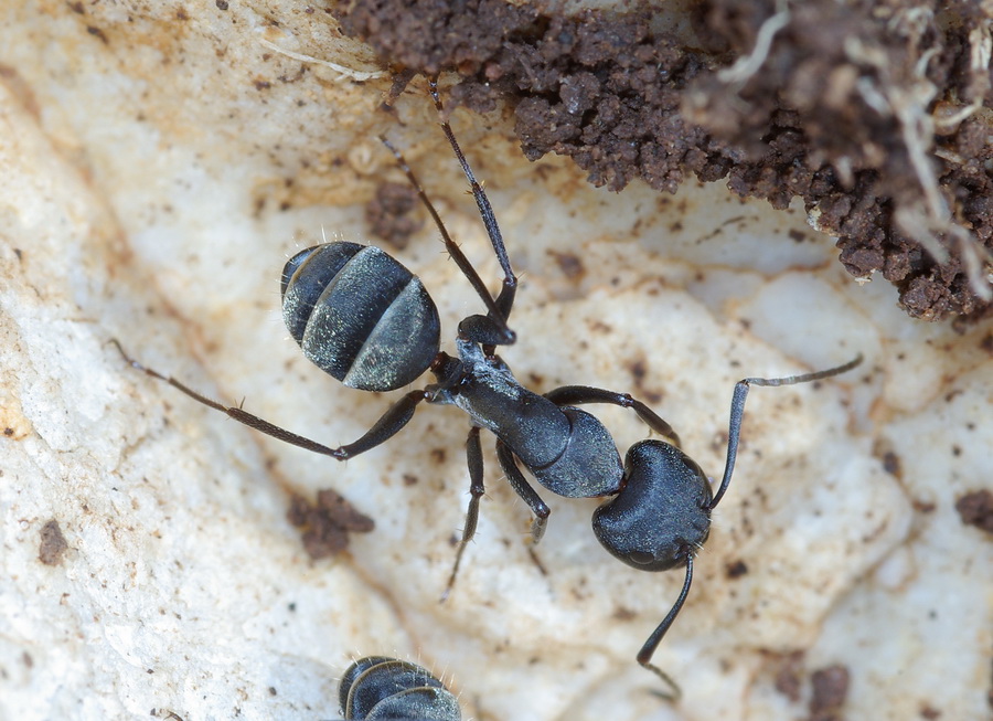 questa non l''avevo mai vista: Camponotus micans (Formicidae)