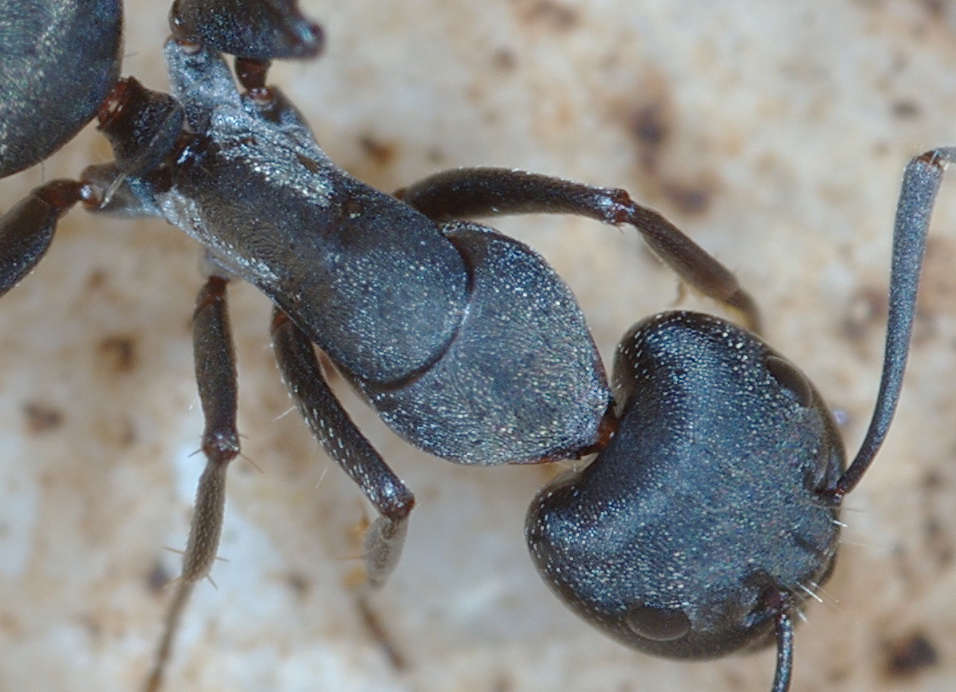 questa non l''avevo mai vista: Camponotus micans (Formicidae)