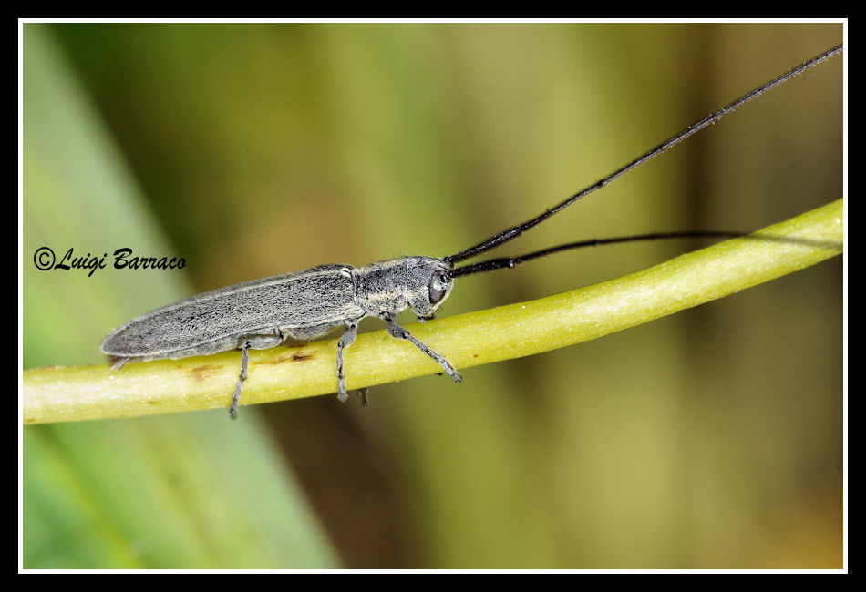 Calamobius filum