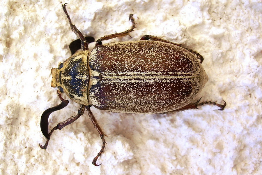 Anoxia orientalis? No, Polyphylla ragusae