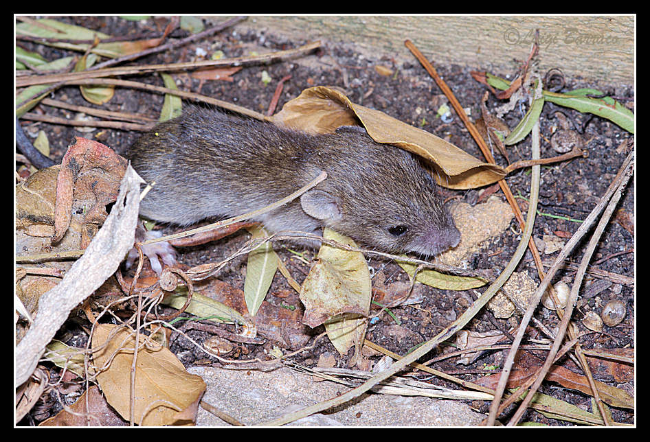 Piccolo di ratto
