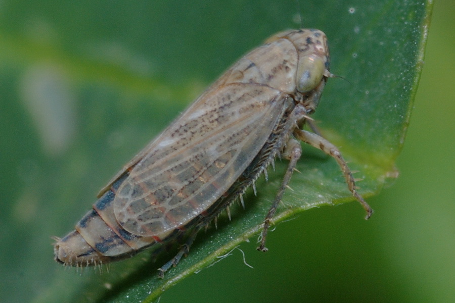 U.J.O. alias Unidentified Jumping Object - Euscelis sp.