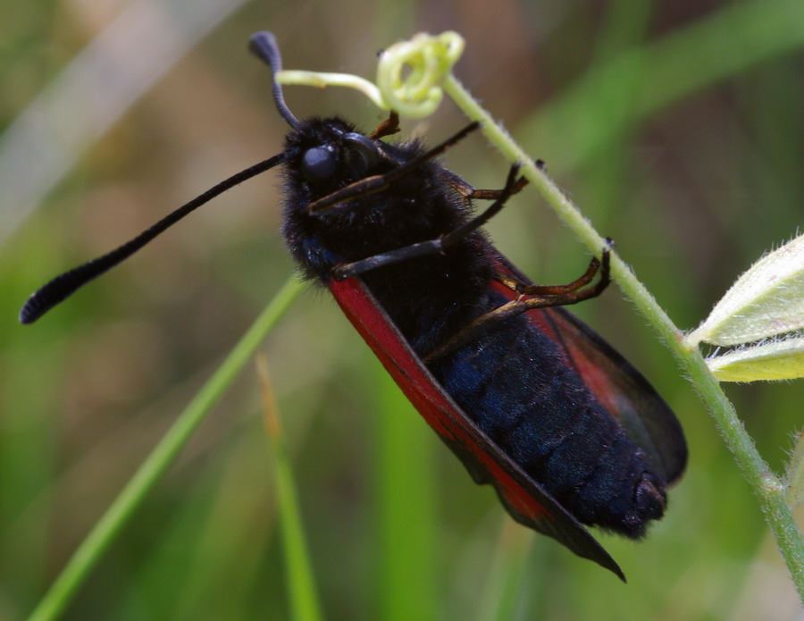 Zygaena erythrus fotografata ad Erice (TP)