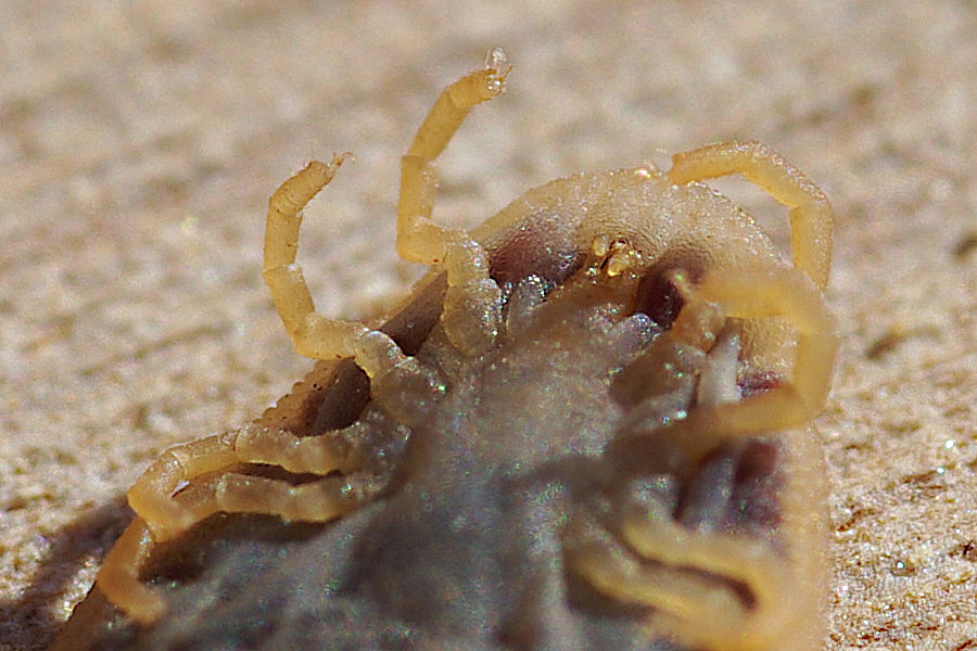 Argas sp.