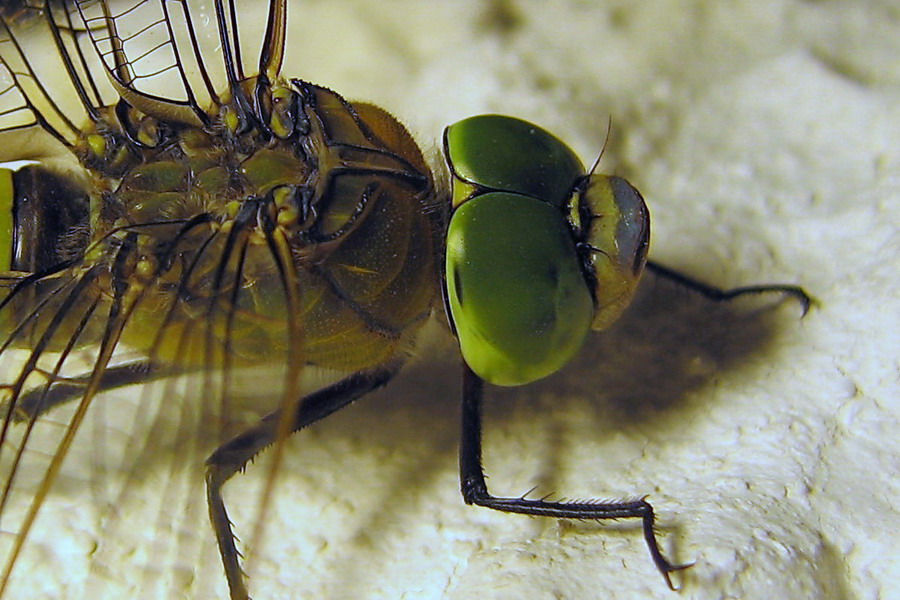 A tu per tu con l''Anax imperator