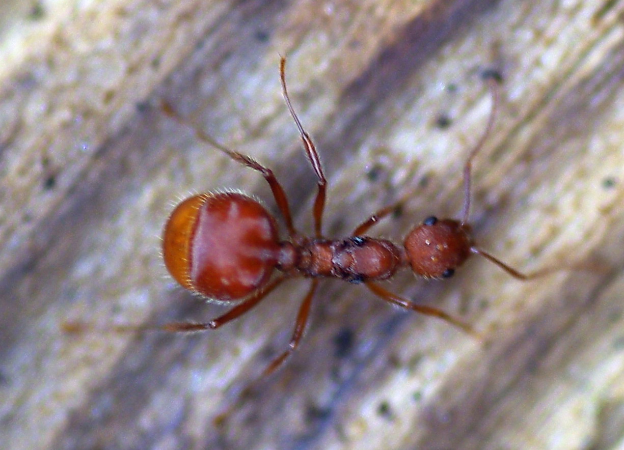 Nido di Aphaenogaster sardoa