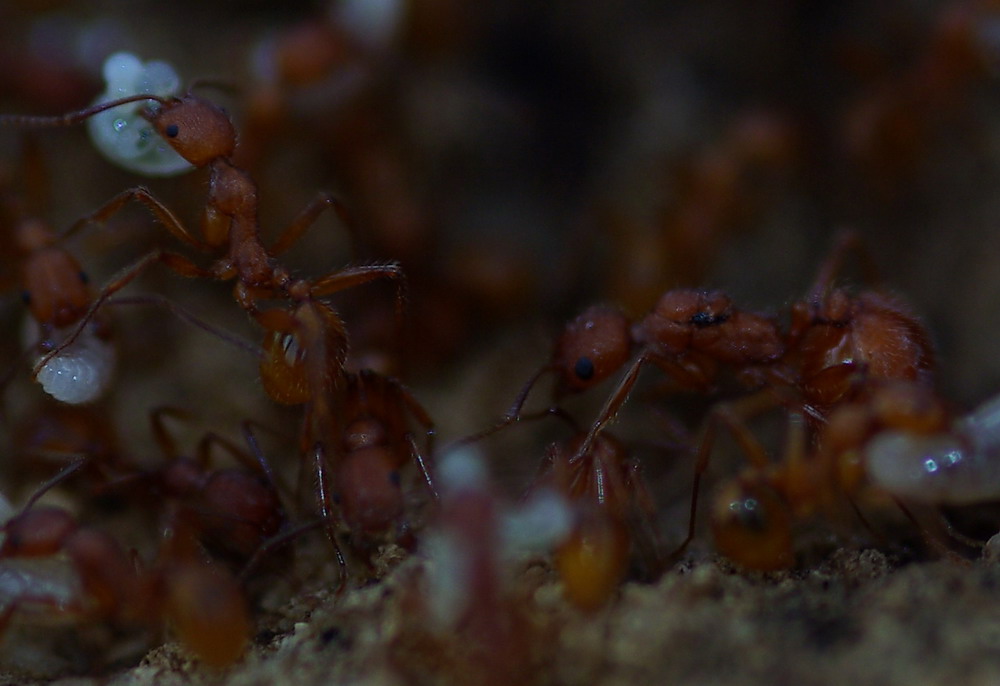 Nido di Aphaenogaster sardoa