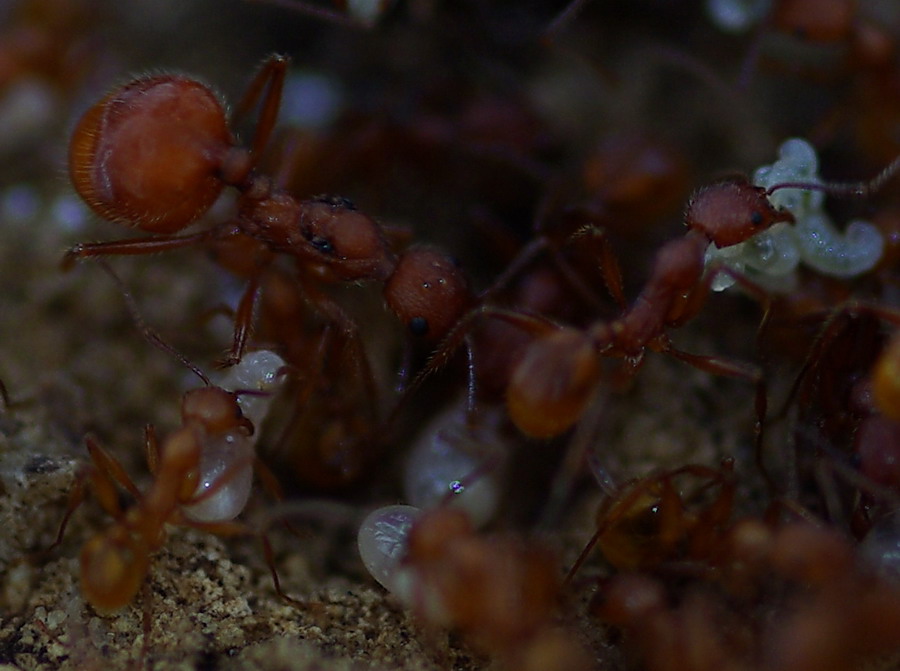 Nido di Aphaenogaster sardoa