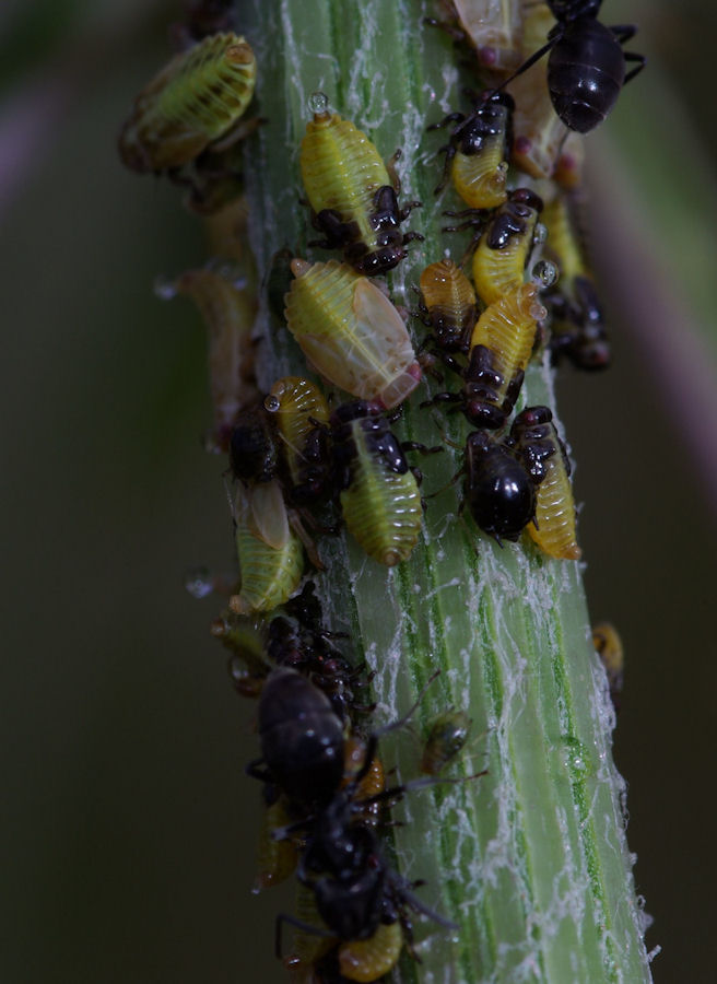 Omotteri da identificare (afidi e cicaline)