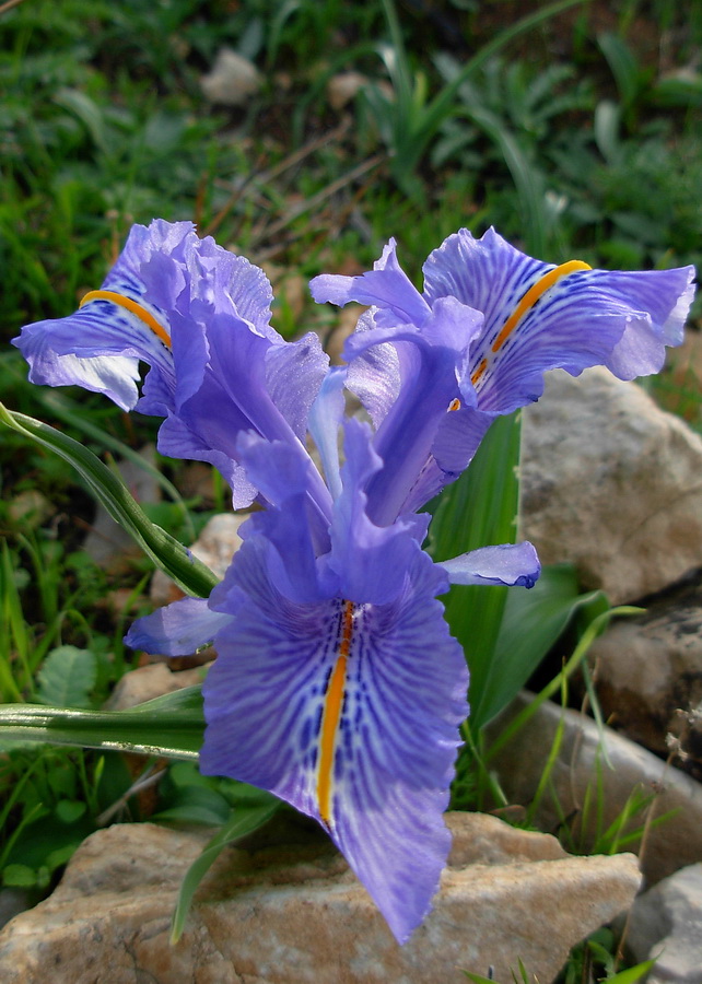 Iris planifolia