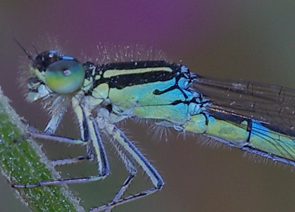 Gioiello turchese: Coenagrion scitulum a Paceco (TP)