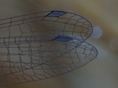 Gioiello turchese: Coenagrion scitulum a Paceco (TP)