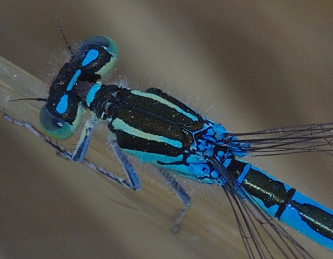 Gioiello turchese: Coenagrion scitulum a Paceco (TP)