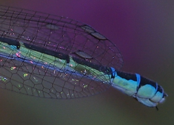 Gioiello turchese: Coenagrion scitulum a Paceco (TP)