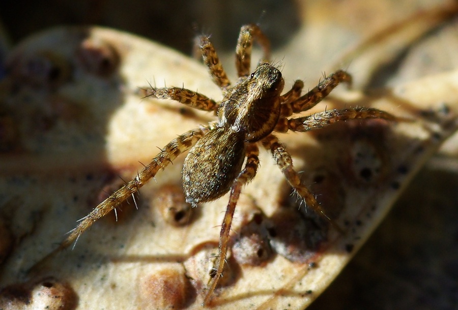 Pardosa sp.