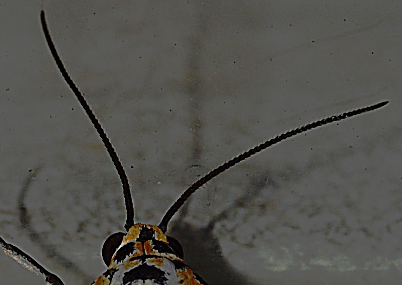 Utetheisa pulchella (Arctiidae) in deposizione