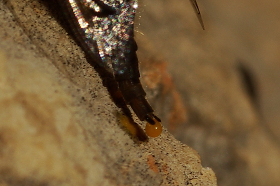 Eristalinus taeniops strano