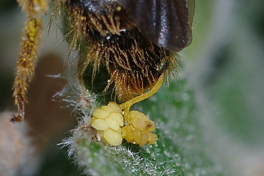 imenottero impollinato: Apidae Halictinae con stami di orchidea