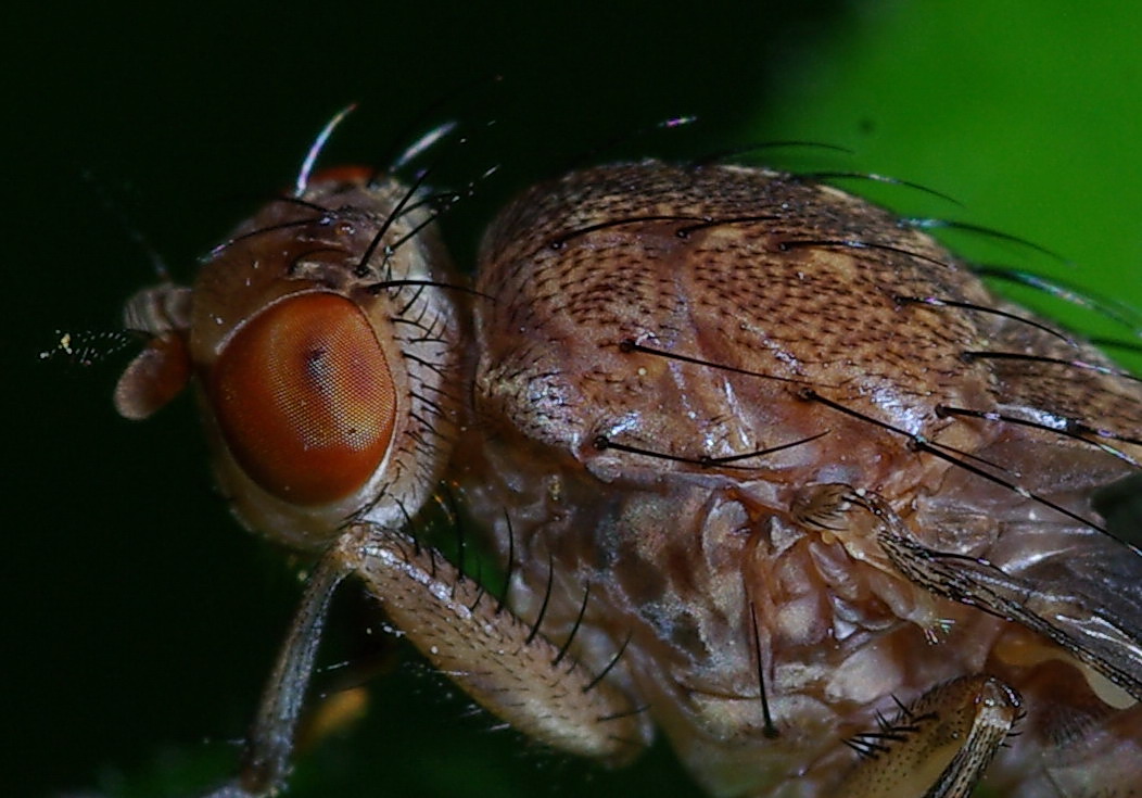 Heleomyzidae: Suillia sp.