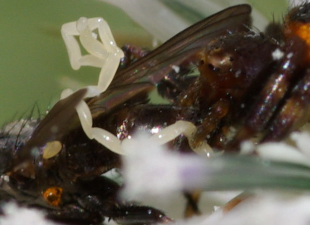 Synaema globosum con preda e... dittero cleptoparassita?