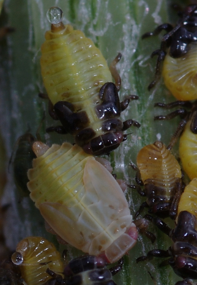 Omotteri da identificare (afidi e cicaline)