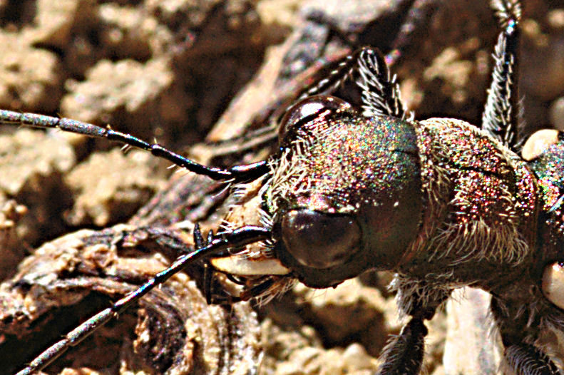 Cassolaia maura, piccola Cicindela per un grande romano