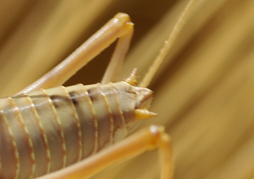 Bradyporidae: Ephippigerida nigromarginata