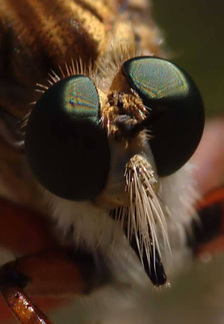 Asilidae major