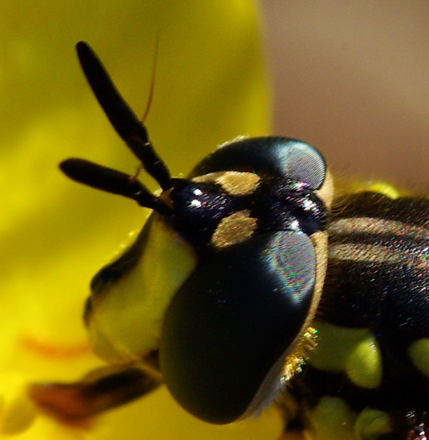 Chrysotoxum intermedium F, ad Erice