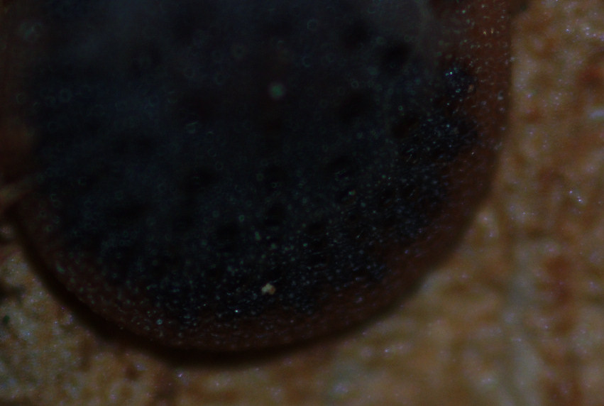 Argas sp.