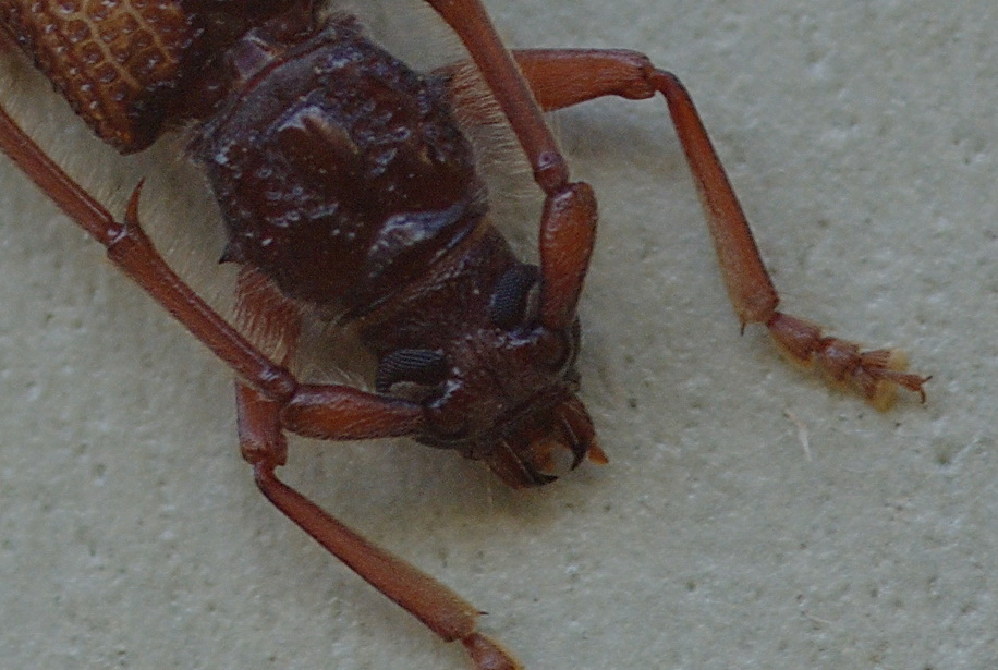 Phoracantha recurva, prima segnalazione per la Sicilia