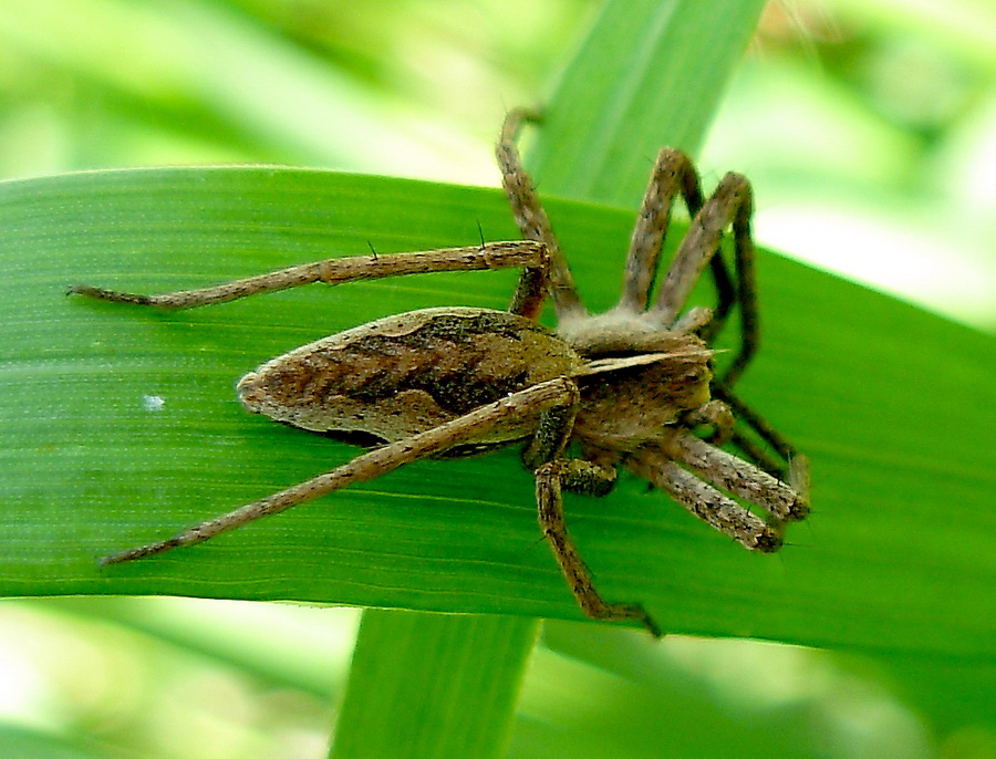 Dolomedes fimbriatus