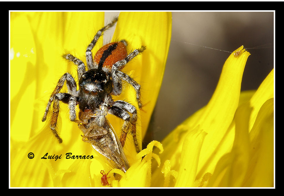 Phylaeus chrysops, maschio