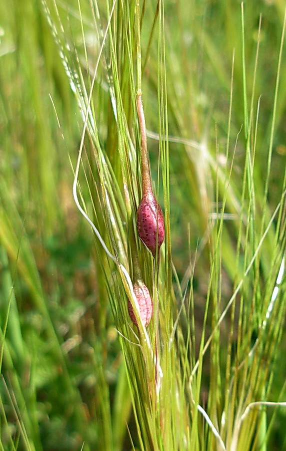Galle di Tetramesa stipae, Chalcidoidea, Eurytomidae