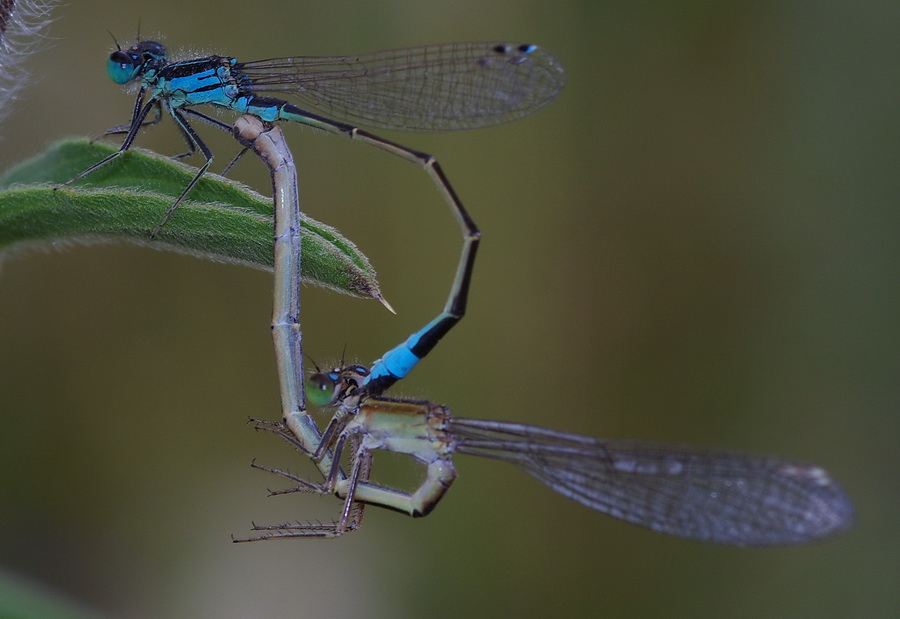 Coppia di Ischnura elegans, anzi no, Ischnura genei