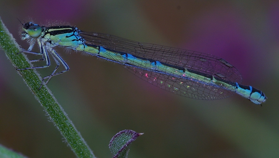 Gioiello turchese: Coenagrion scitulum a Paceco (TP)