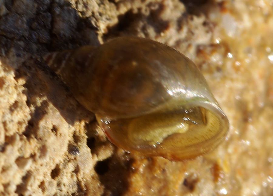 chioccioline d''acqua