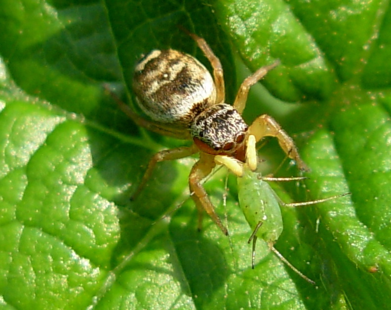 Salticidae con afide