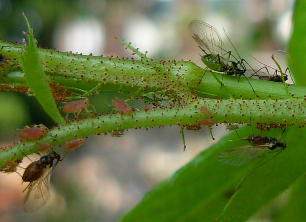 Afidi su asteracea spontanea