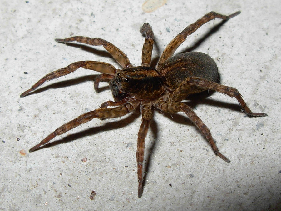 Trochosa sp. lombarda