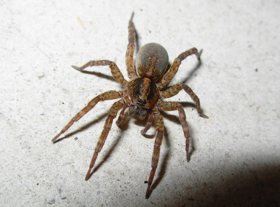 Trochosa sp. lombarda