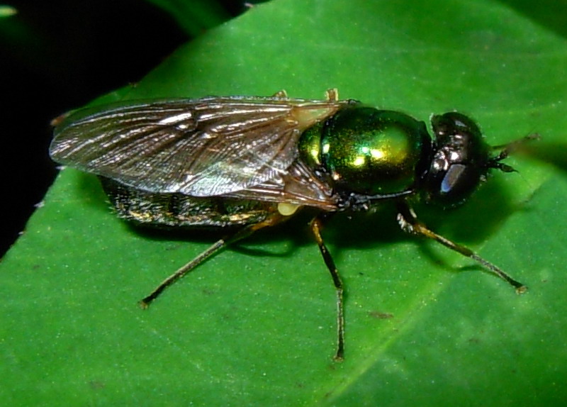 Chloromyia formosa x 2 .
